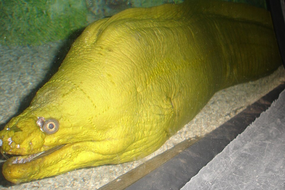 ภาพ ปลาไหลมอเรย์ดำ (Gymnothorax funebris)