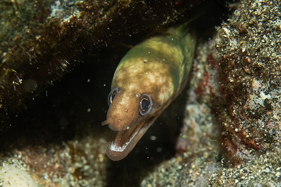ภาพ ปลาไหลมอเรย์ gracilicauda (Gymnothorax gracilicauda)