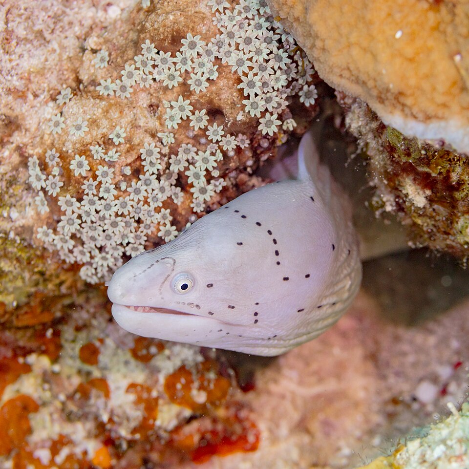 ภาพ ปลาไหลมอเรย์ griseus (Gymnothorax griseus)