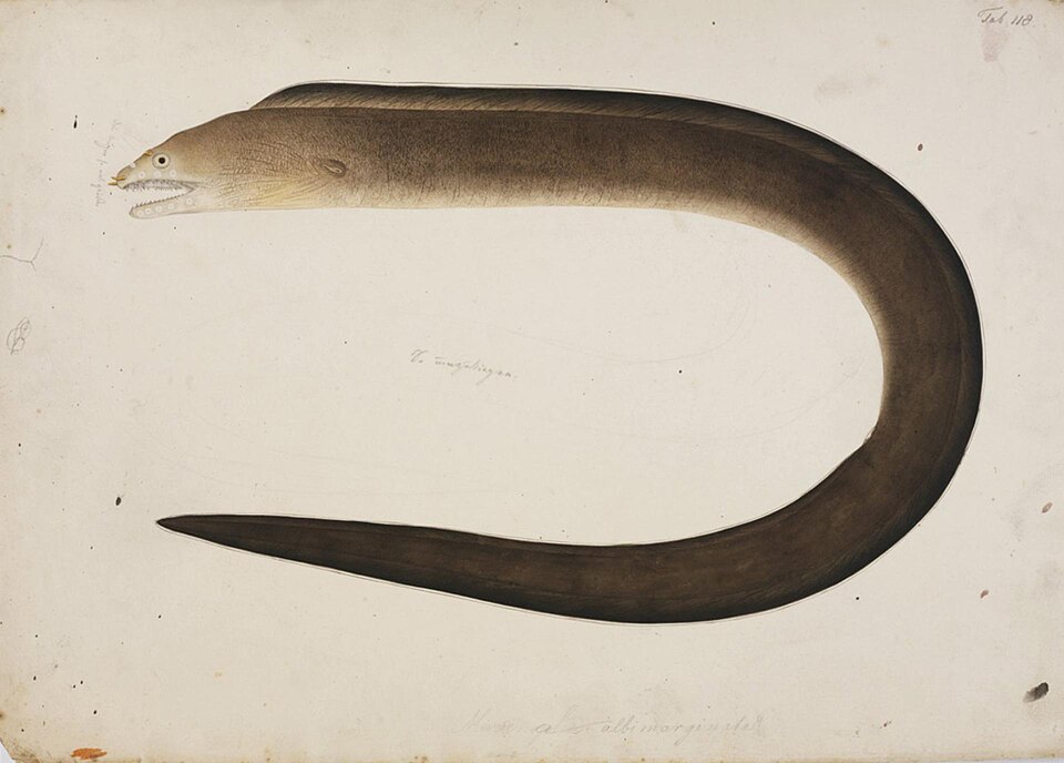 ภาพ ปลาไหลมอเรย์ไหล (Gymnothorax hepaticus)