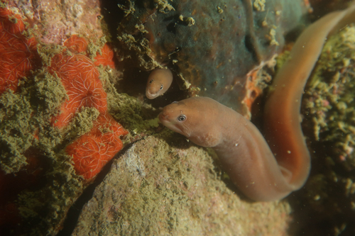 ภาพ ปลาไหลมอเรย์ herrei (Gymnothorax herrei)