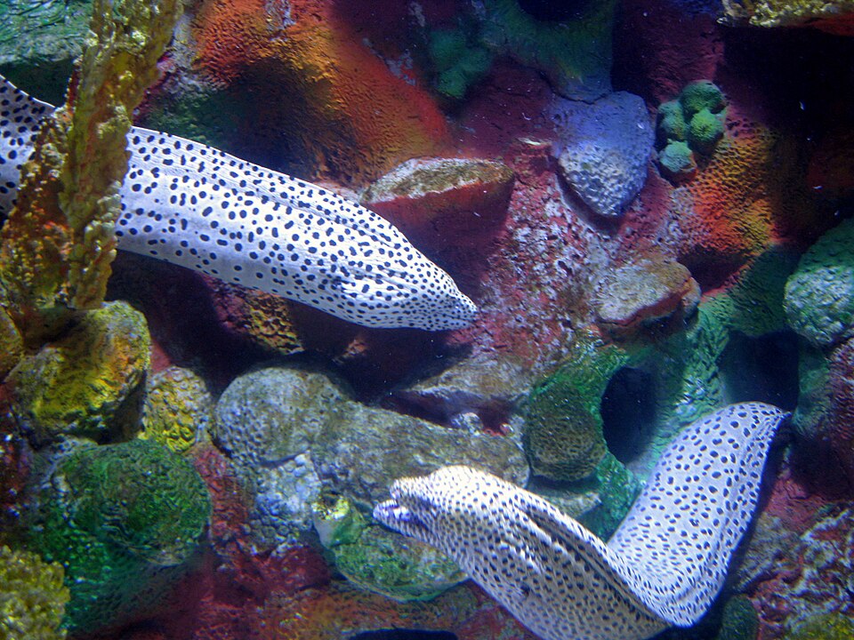 ภาพ ปลาไหลมอเรย์ลายจุด (Gymnothorax isingteena)