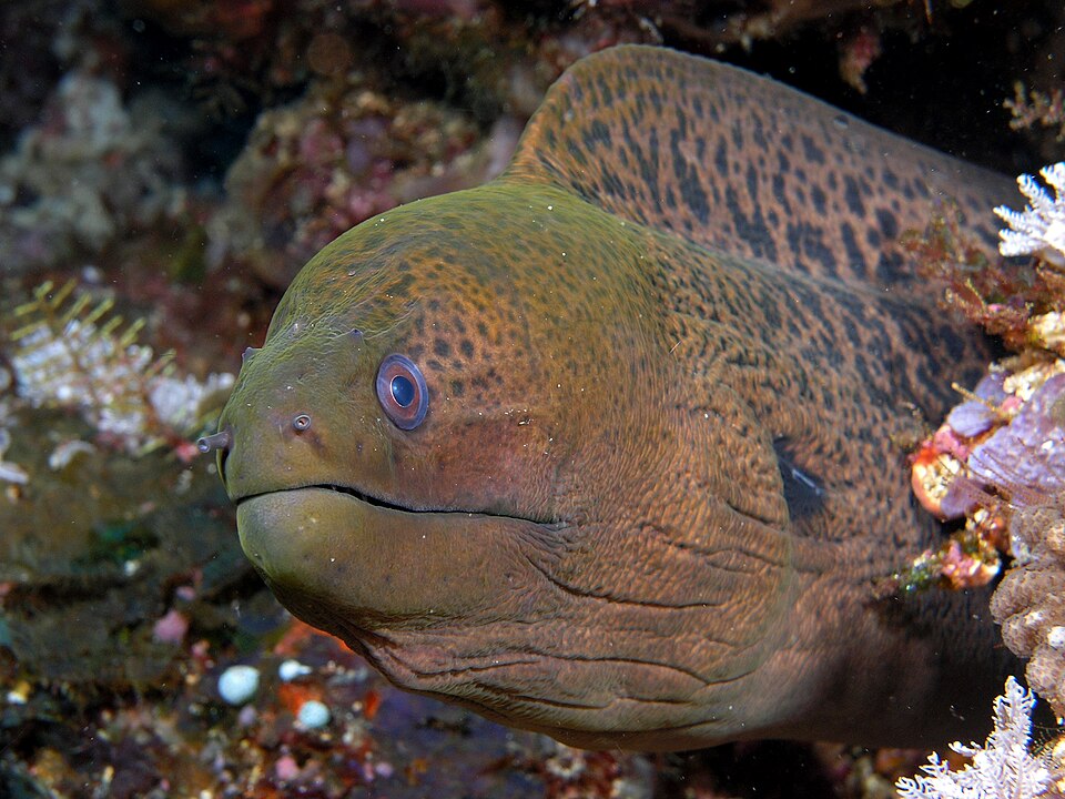 ภาพ ปลาไหลมอเรย์ยักษ์ (Gymnothorax javanicus)