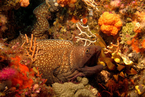 ภาพ ปลาไหลมอเรย์ johnsoni (Gymnothorax johnsoni)