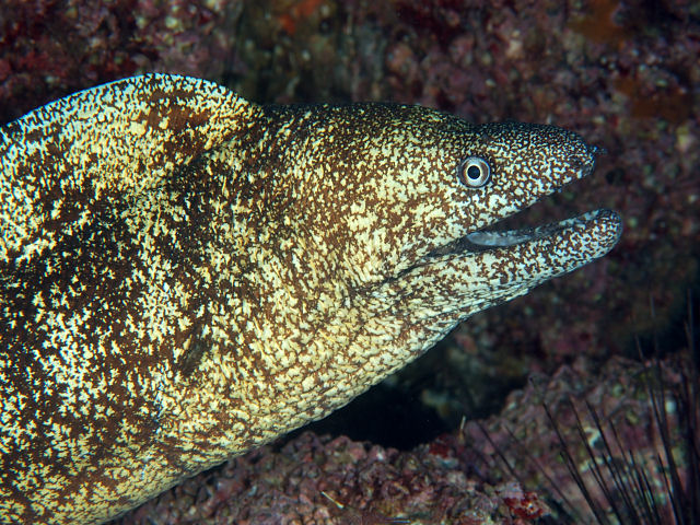 ภาพ ปลาหลดหินคิดาโกะ (Gymnothorax kidako)