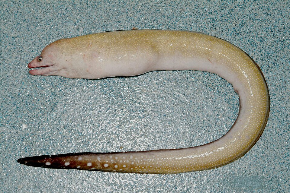 ภาพ ปลาไหลมอเรย์หางดำ (Gymnothorax kolpos)