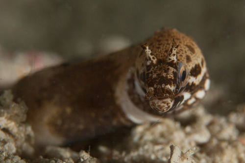 ภาพ ปลาไหลมอเรย์ longinaris (Gymnothorax longinaris)