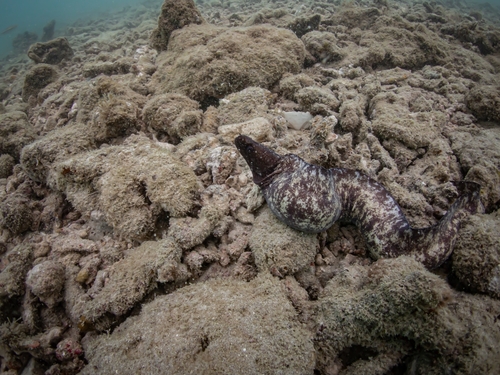 ภาพ ปลาไหลมอเรย์น้ำตาล (Gymnothorax longinquus)