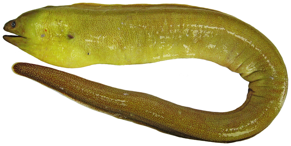 ภาพ ปลาไหลมอเรย์ maderensis (Gymnothorax maderensis)