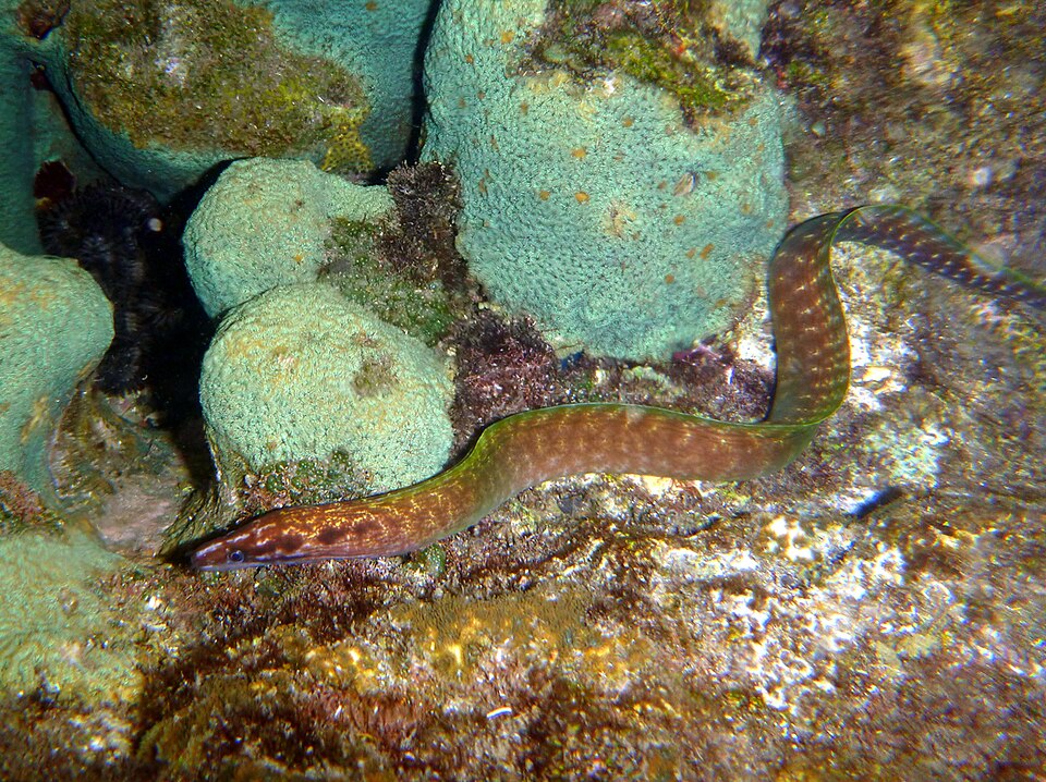 ภาพ ปลาไหลมอเรย์ margaritophorus (Gymnothorax margaritophorus)