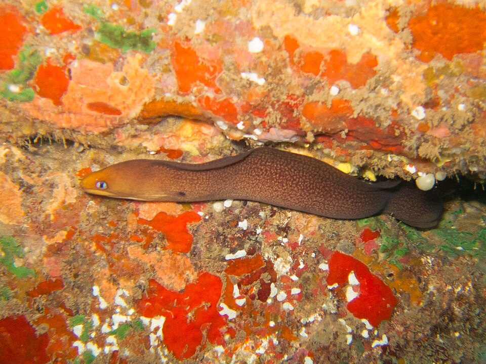 ภาพ ปลาไหลมอเรย์ melatremus (Gymnothorax melatremus)
