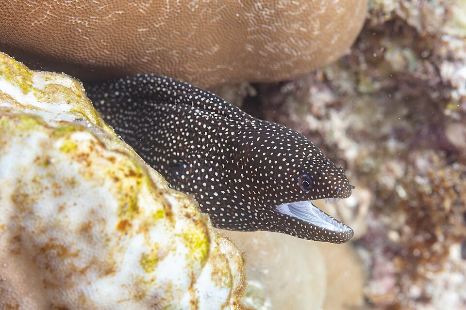 ภาพ ปลาไหลมอเรย์ไหล (Gymnothorax meleagris)