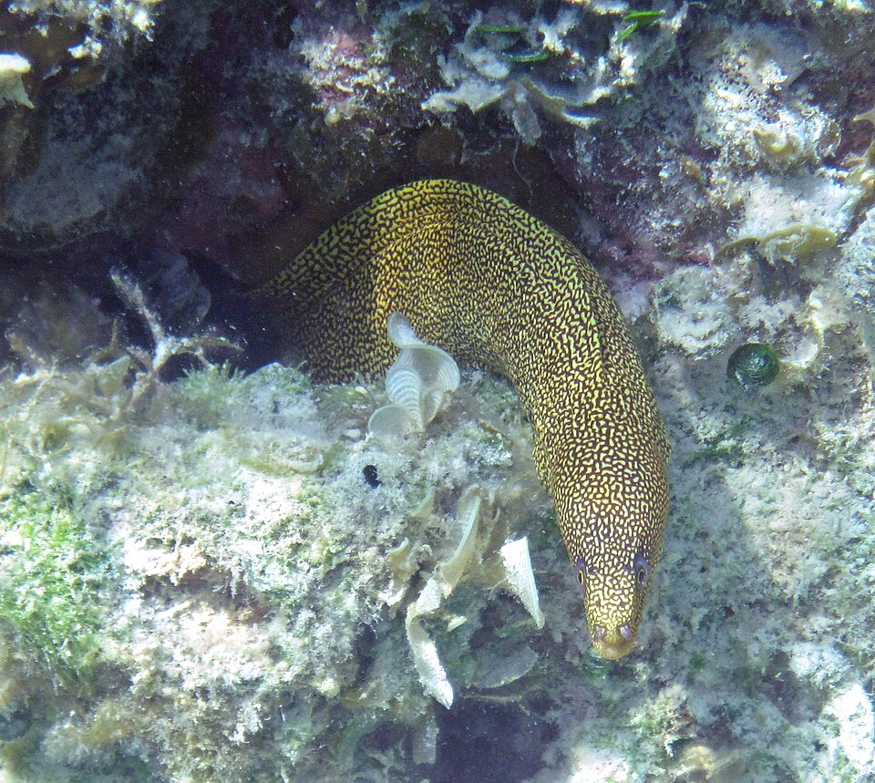 ภาพ ปลาไหลมอเรย์ miliaris (Gymnothorax miliaris)