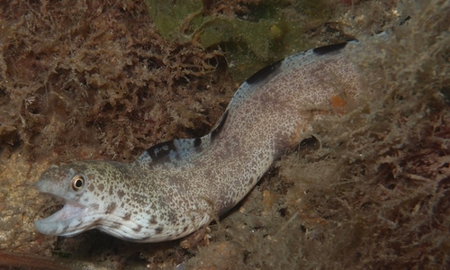 ภาพ ปลาไหลมอเรย์เล็ก (Gymnothorax minor)