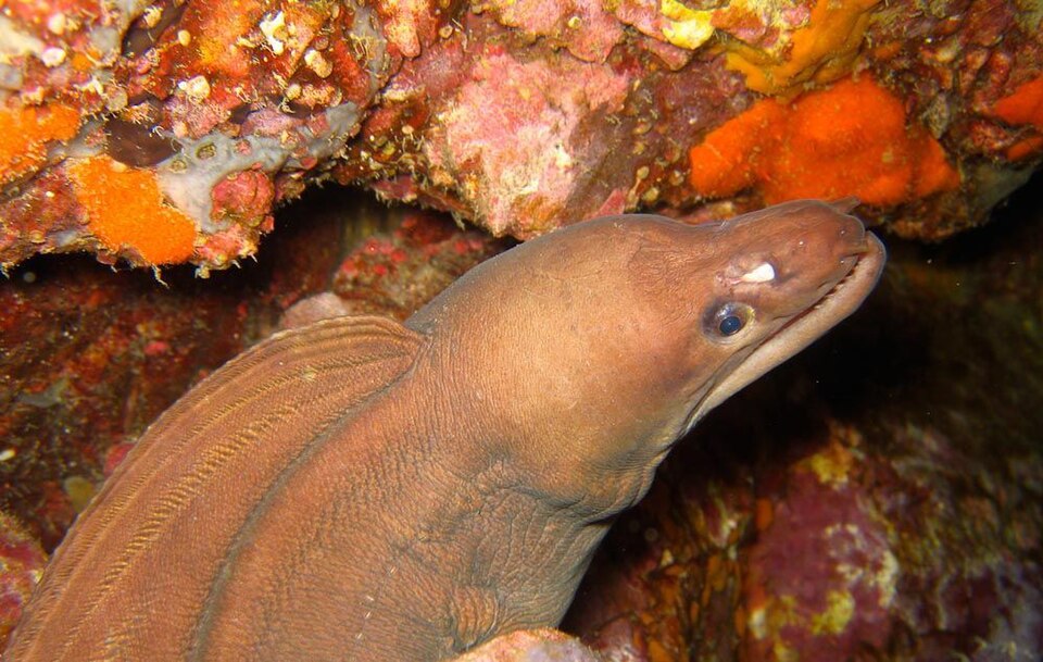 ภาพ ปลาไหลมอเรย์ moluccensis (Gymnothorax moluccensis)