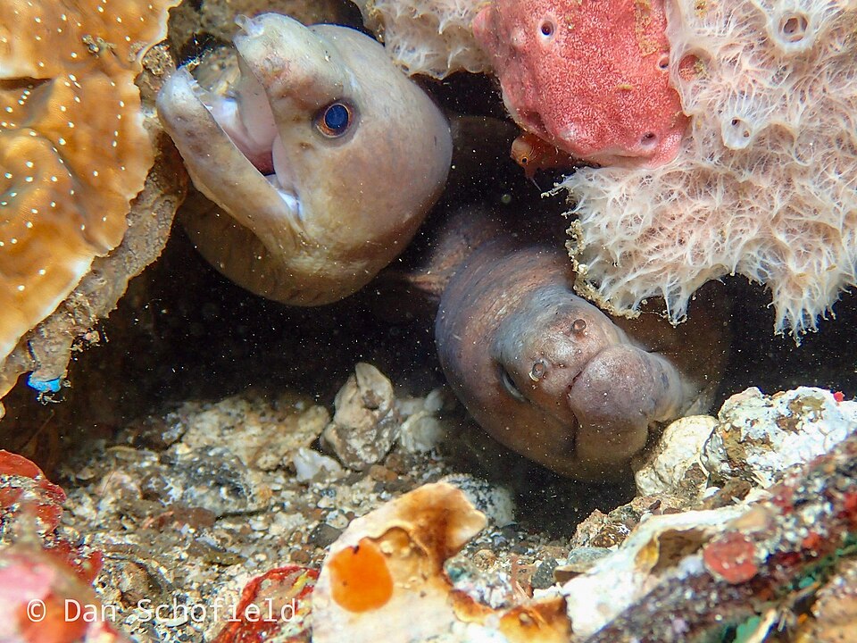 ภาพ ปลาไหลมอเรย์น้ำตาล (Gymnothorax monochrous)