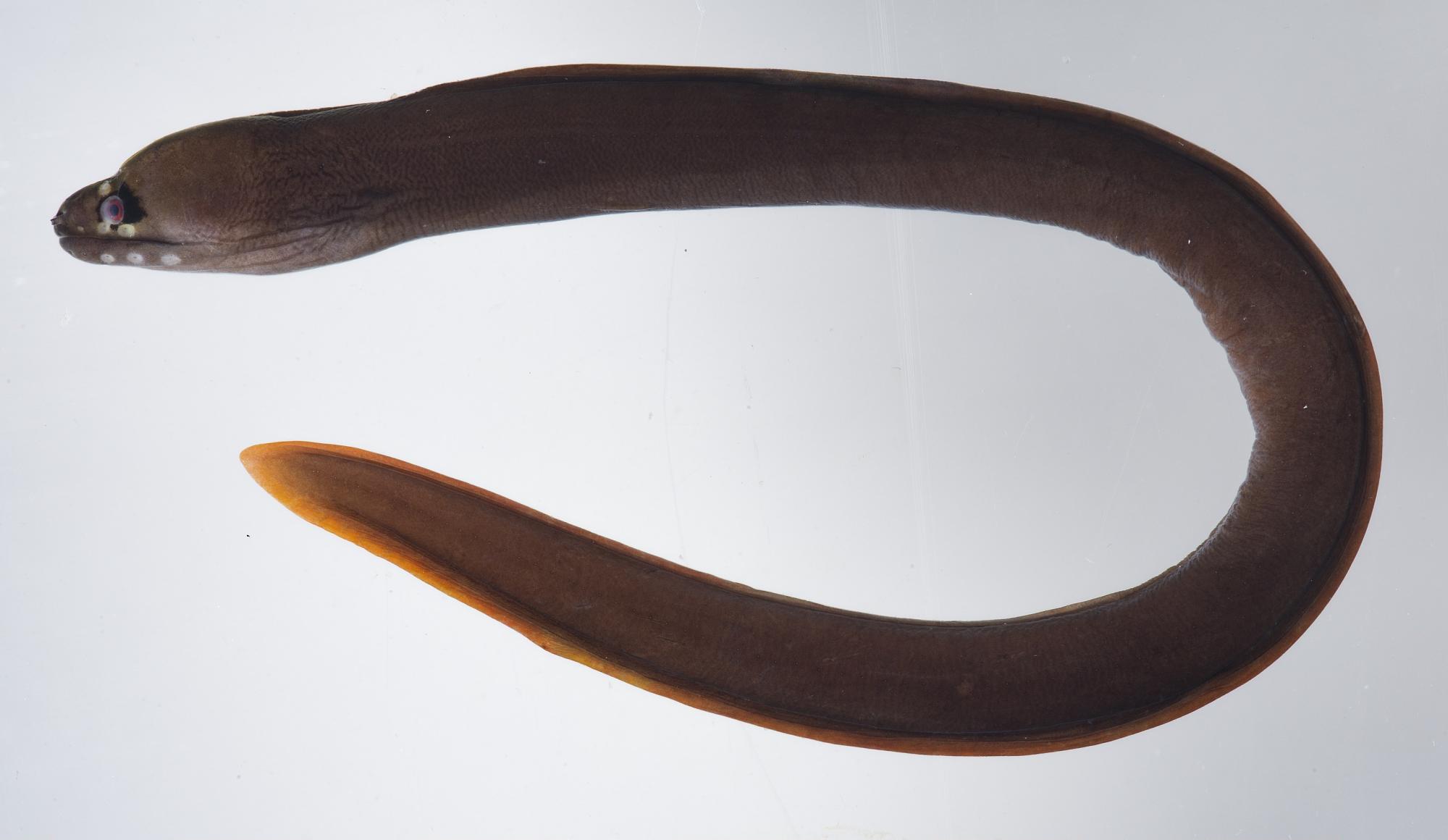 ภาพ ปลาไหลมอเรย์จุด (Gymnothorax monostigma)