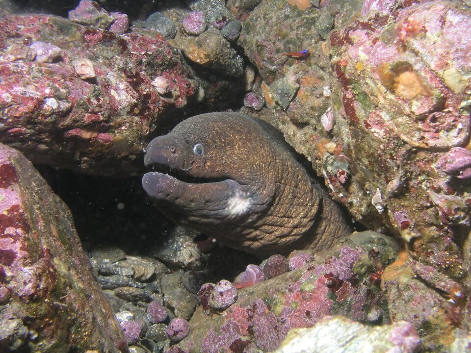 ภาพ ปลาไหลมอเรย์ mordax (Gymnothorax mordax)