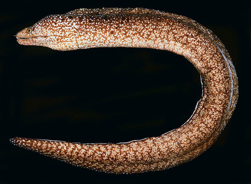 ภาพ ปลาไหลมอเรย์ nasuta (Gymnothorax nasuta)