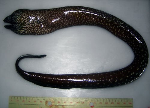 ภาพ ปลาหลดหินกระขาว (Gymnothorax neglectus)