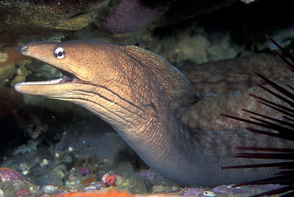 ภาพ ปลาไหลมอเรย์ nubilus (Gymnothorax nubilus)