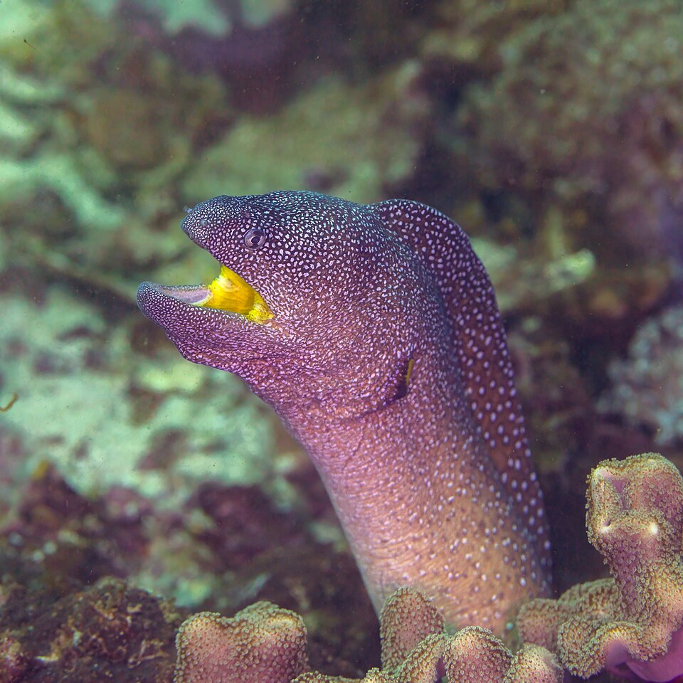 ภาพ ปลาไหลมอเรย์ลายดาว (Gymnothorax nudivomer)