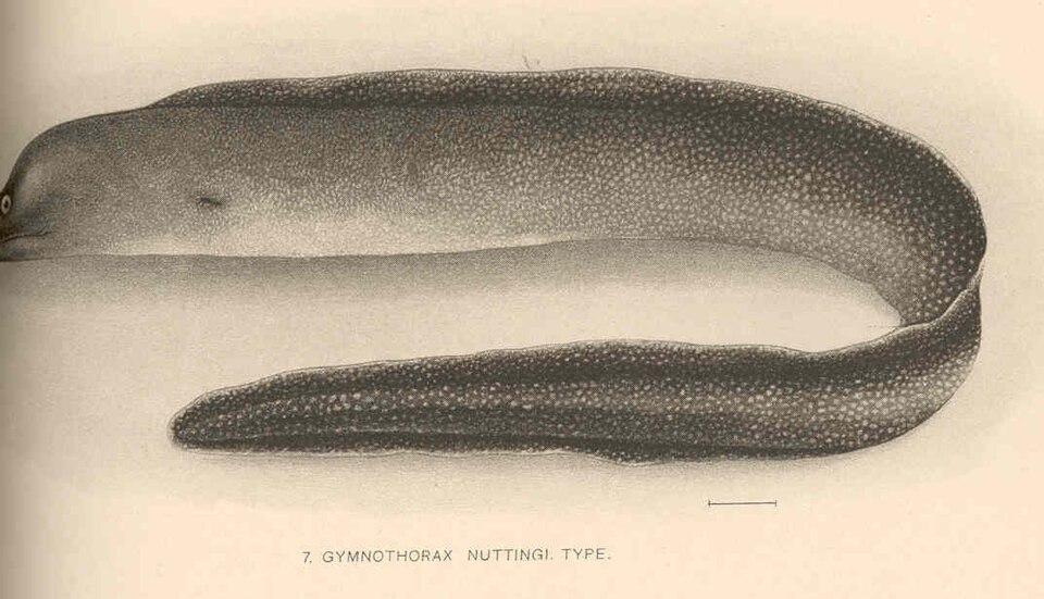 ภาพ ปลาไหลมอเรย์ nuttingi (Gymnothorax nuttingi)