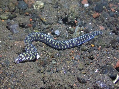 ภาพ ปลาไหลมอเรย์แนวปะการัง (Gymnothorax paucivertebralis)