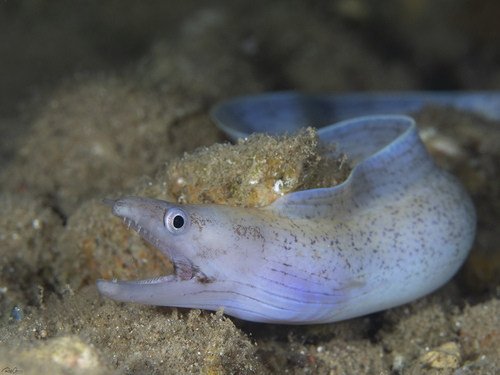 ภาพ ปลาไหลมอเรย์ pharaonis (Gymnothorax pharaonis)