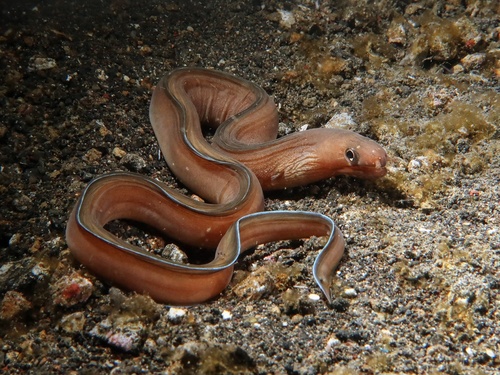 ภาพ ปลาไหลมอเรย์ผีไหล (Gymnothorax phasmatodes)