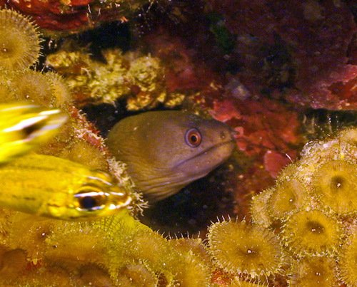 ภาพ ปลาไหลมอเรย์ pindae (Gymnothorax pindae)
