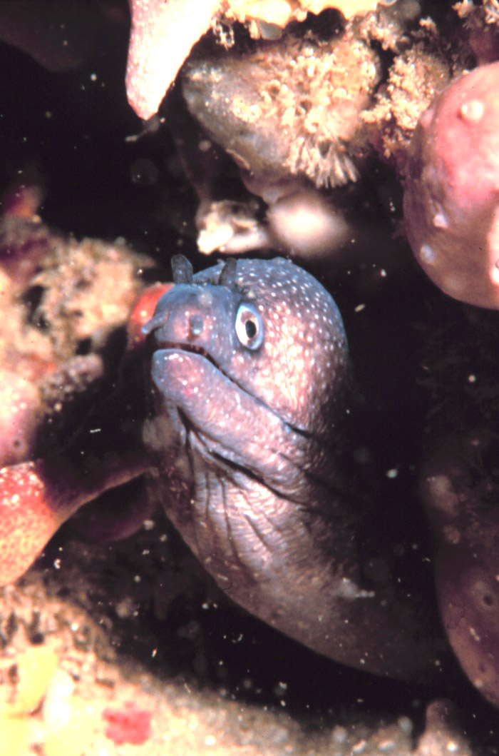 ภาพ ปลาไหลมอเรย์ polygonius (Gymnothorax polygonius)