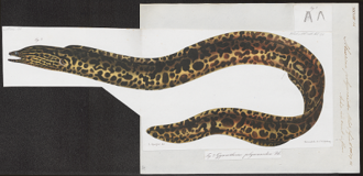 ภาพ ปลาหลดหินลายเสือดาว (Gymnothorax polyuranodon)