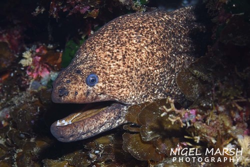 ภาพ ปลาไหลมอเรย์ porphyreus (Gymnothorax porphyreus)
