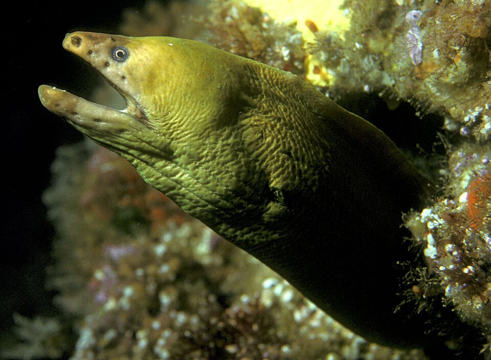 ภาพ ปลาไหลมอเรย์ออสเตรเลียเขียว (Gymnothorax prasinus)