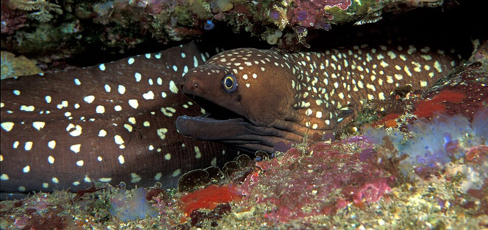 ภาพ ปลาไหลมอเรย์ออสเตรเลียลายด่าง (Gymnothorax prionodon)