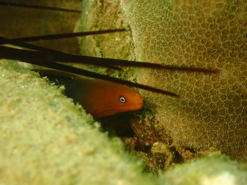 ภาพ ปลาหลดหินดำ (Gymnothorax pseudoherrei)