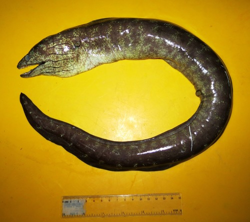 ภาพ ปลาไหลมอเรย์เทียม (Gymnothorax pseudokidako)