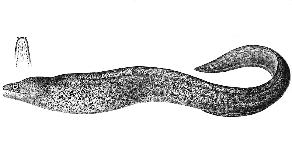 ภาพ ปลาหลดหินครีบสูง (Gymnothorax pseudothyrsoideus)