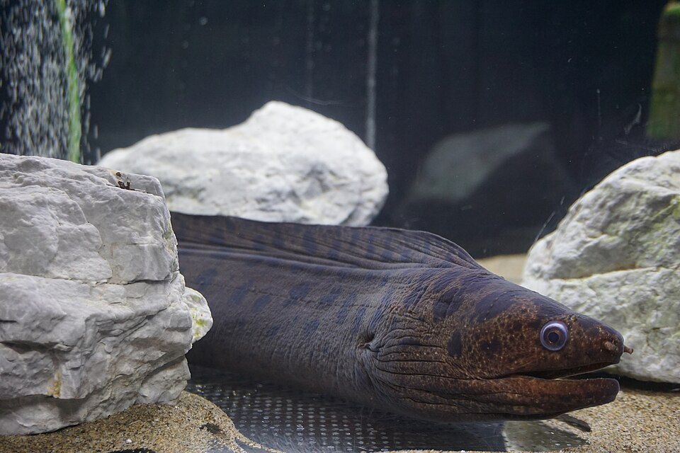 ภาพ ปลาไหลมอเรย์ reevesii (Gymnothorax reevesii)