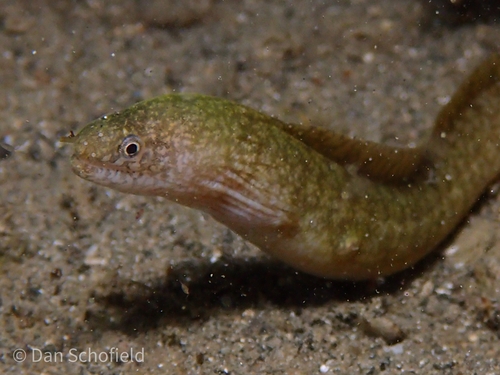 ภาพ ปลาไหลมอเรย์เล็ก (Gymnothorax richardsonii)