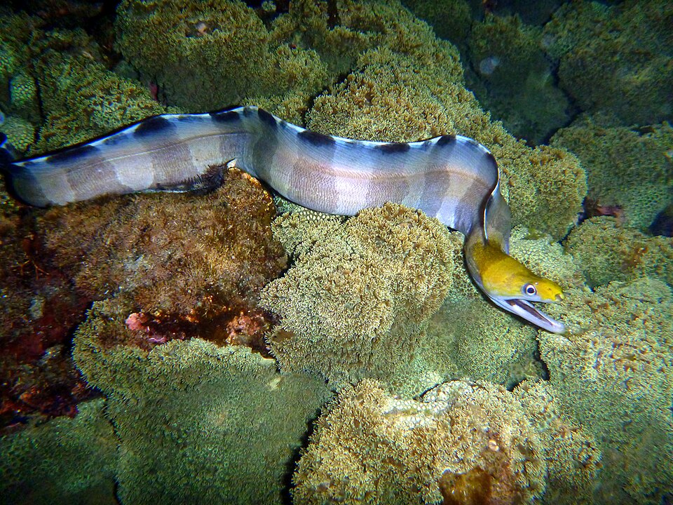 ภาพ ปลาไหลมอเรย์ลายบั้งแนวปะการังไหล (Gymnothorax rueppelliae)