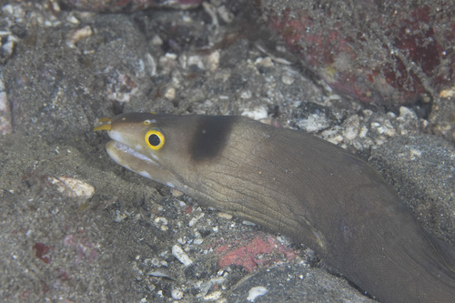 ภาพ ปลาไหลมอเรย์ sagmacephalus (Gymnothorax sagmacephalus)