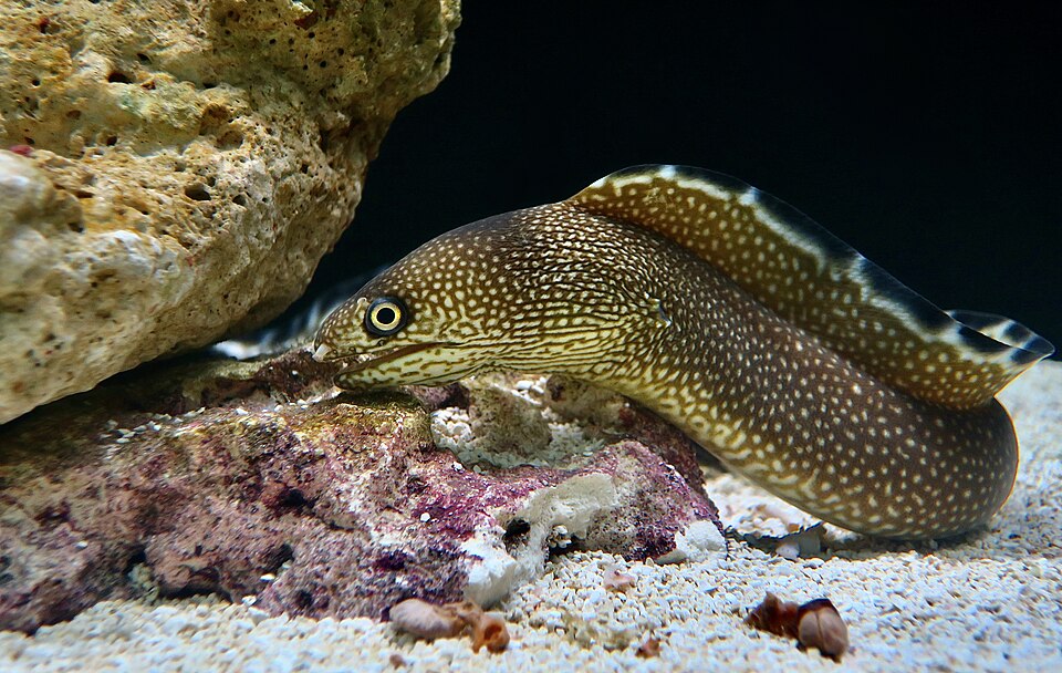 ภาพ ปลาไหลมอเรย์ saxicola (Gymnothorax saxicola)