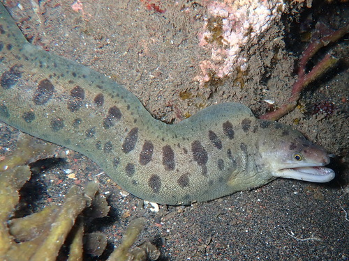 ภาพ ปลาไหลมอเรย์ shaoi (Gymnothorax shaoi)