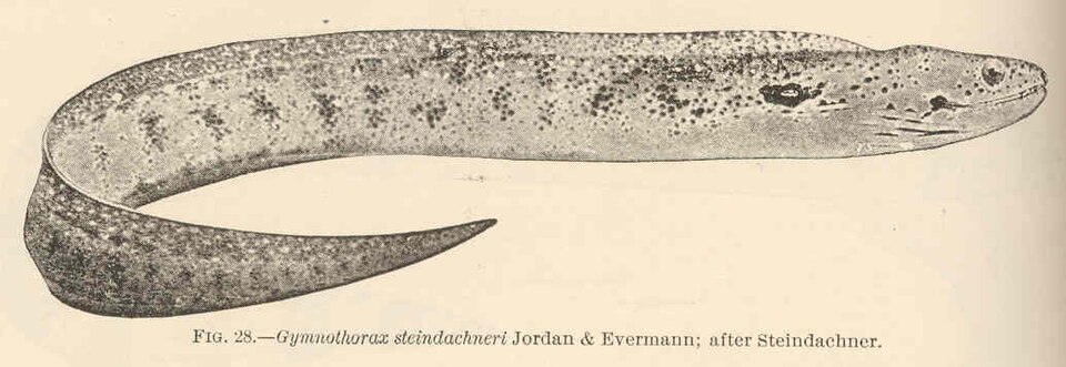 ภาพ ปลาไหลมอเรย์น้ำตาลลายประไหล (Gymnothorax steindachneri)