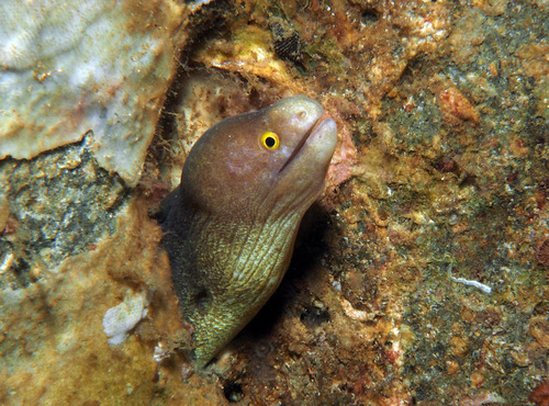 ภาพ ปลาไหลมอเรย์ taiwanensis (Gymnothorax taiwanensis)