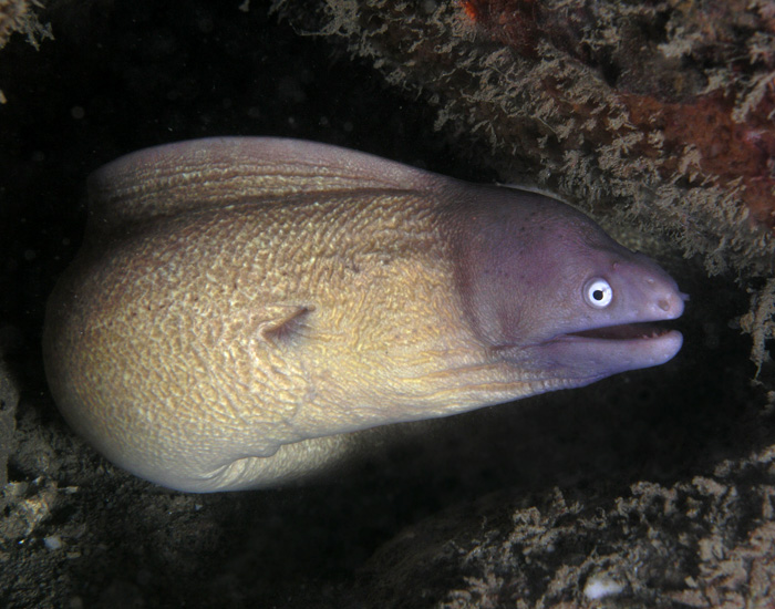 ภาพ ปลาไหลมอเรย์ตาขาว (Gymnothorax thyrsoideus)