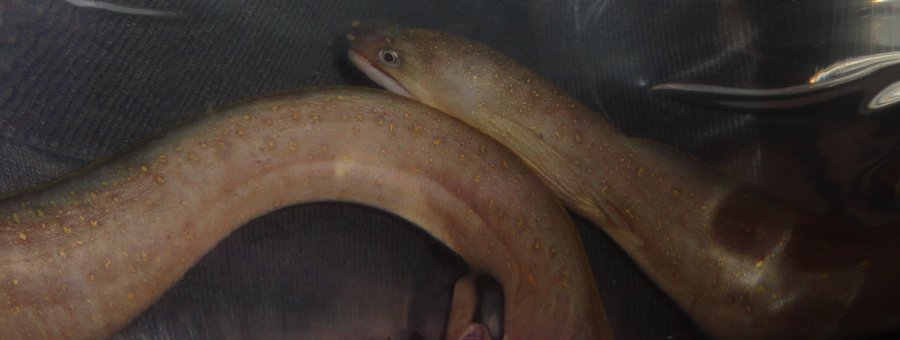 ภาพ ปลาไหลช่อ (Gymnothorax tile)