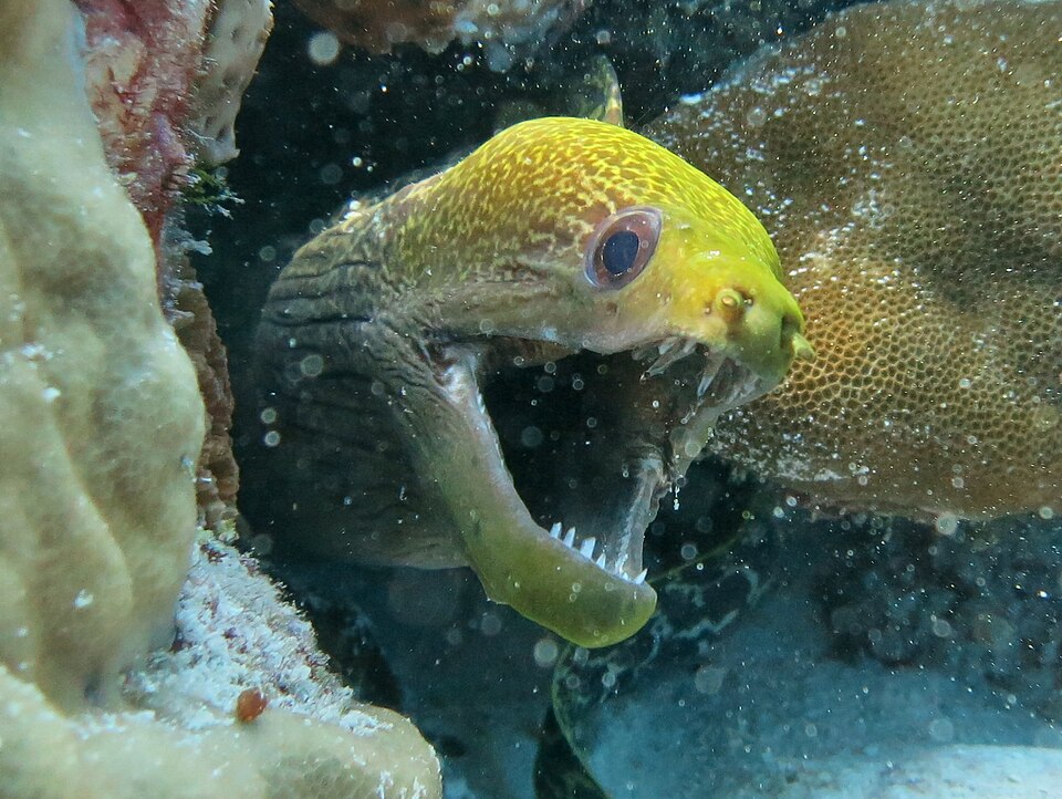 ภาพ ปลาไหลมอเรย์ธรรมดาไหล (Gymnothorax undulatus)